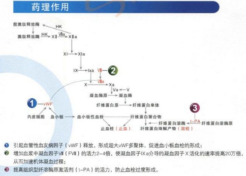 醋酸去氨加壓素的藥理作用